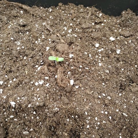 Northern Lights growlog timeline photo
