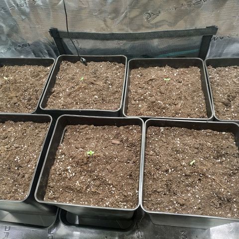 Northern Lights growlog timeline photo