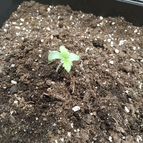 Northern Lights growlog timeline photo