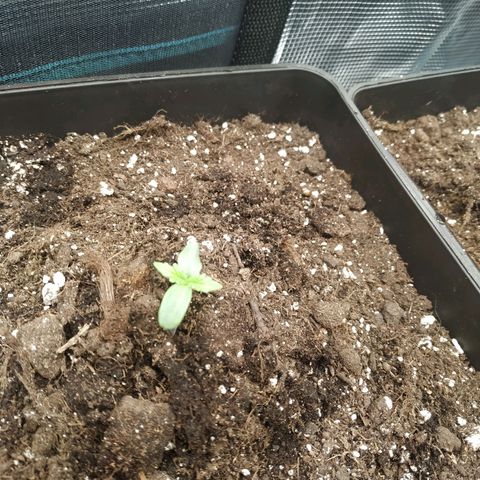 Northern Lights growlog timeline photo