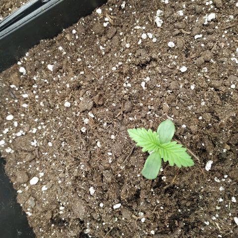 Northern Lights growlog timeline photo