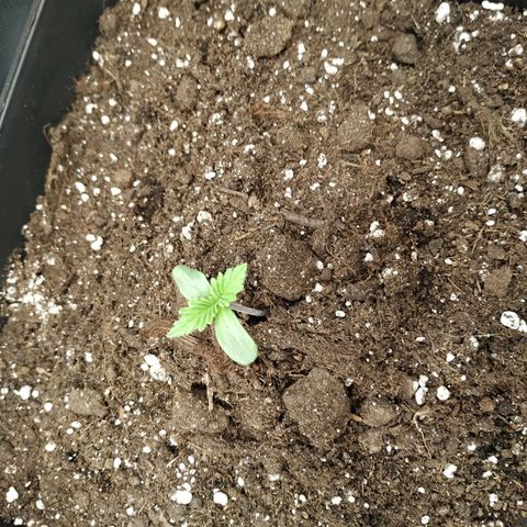 Northern Lights growlog timeline photo