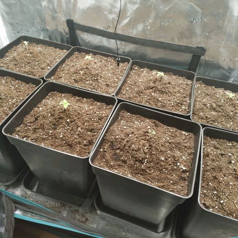 Northern Lights growlog timeline photo