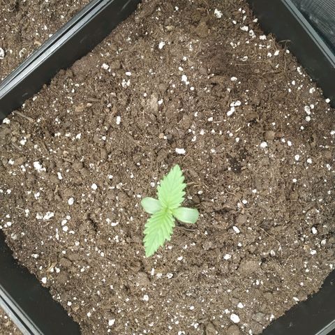Northern Lights growlog timeline photo