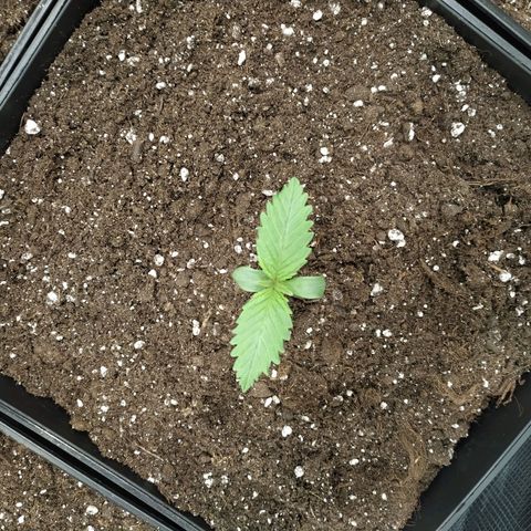 Northern Lights growlog timeline photo