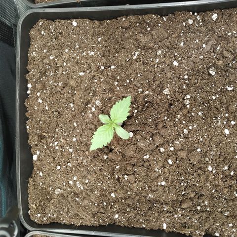 Northern Lights growlog timeline photo