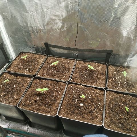Northern Lights growlog timeline photo