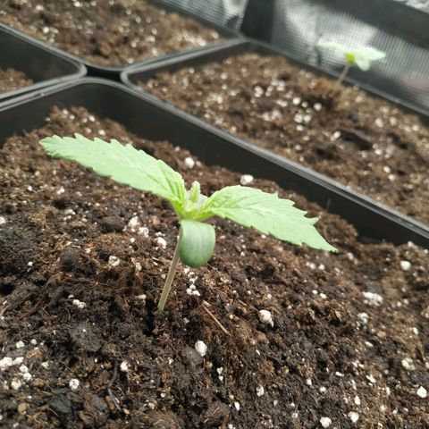 Northern Lights growlog timeline photo