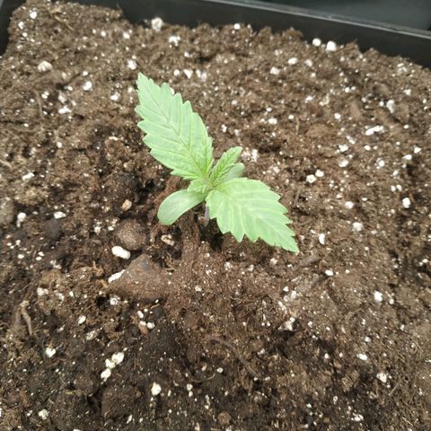 Northern Lights growlog timeline photo