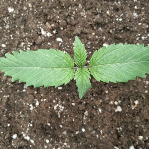 Northern Lights growlog timeline photo