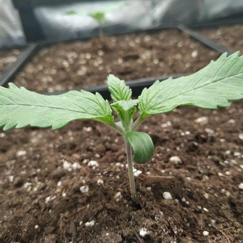 Northern Lights growlog timeline photo