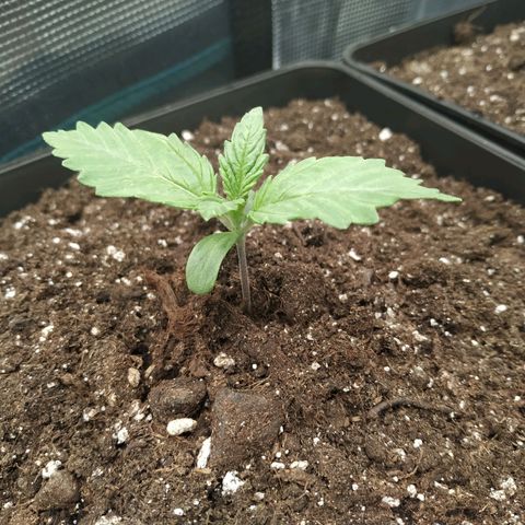 Northern Lights growlog timeline photo