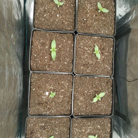 Northern Lights growlog timeline photo