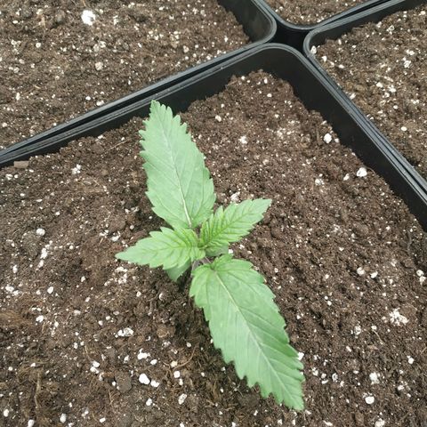 Northern Lights growlog timeline photo