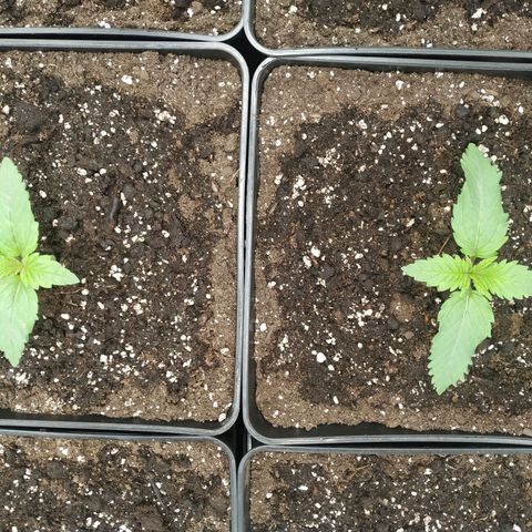 Northern Lights growlog timeline photo