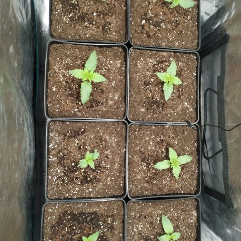Northern Lights growlog timeline photo