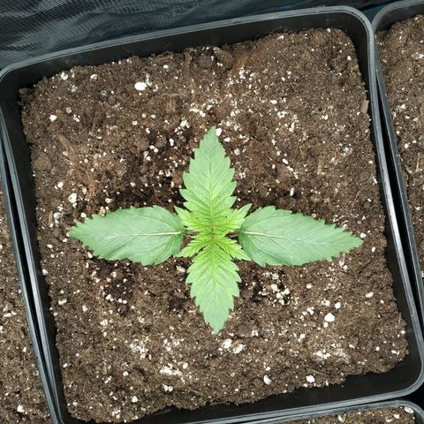 Northern Lights growlog timeline photo