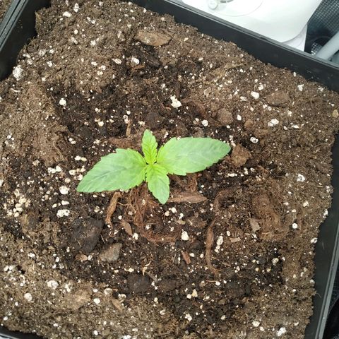 Northern Lights growlog timeline photo