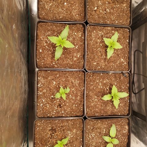Northern Lights growlog timeline photo