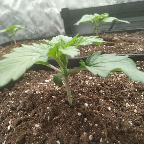 Northern Lights growlog timeline photo