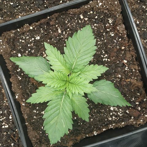 Northern Lights growlog timeline photo