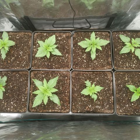 Northern Lights growlog timeline photo