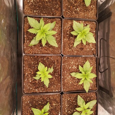 Northern Lights growlog timeline photo