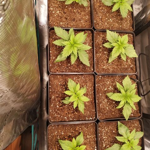 Northern Lights growlog timeline photo