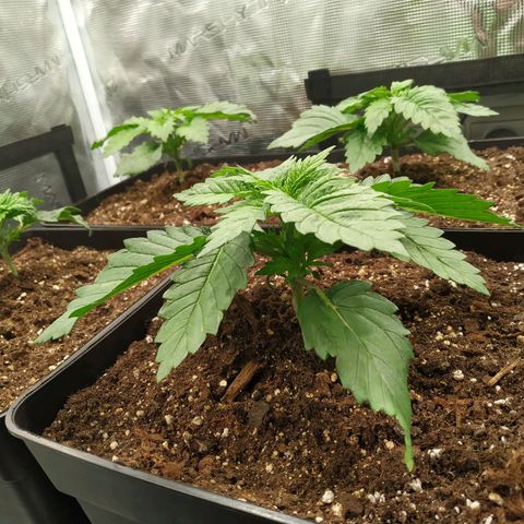 Northern Lights growlog timeline photo