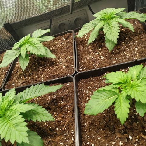 Northern Lights growlog timeline photo