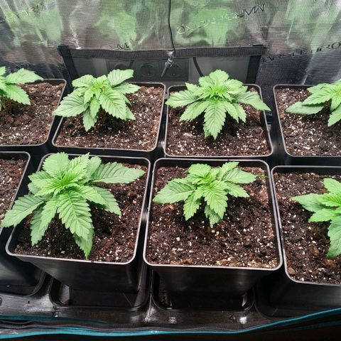 Northern Lights growlog timeline photo