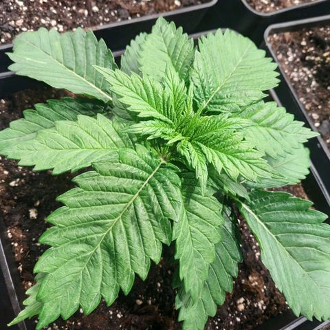 Northern Lights growlog timeline photo