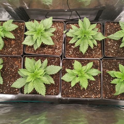 Northern Lights growlog timeline photo