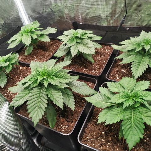 Northern Lights growlog timeline photo