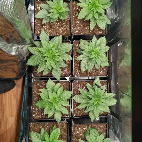 Northern Lights growlog timeline photo
