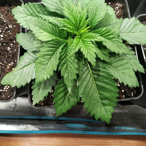 Northern Lights growlog timeline photo