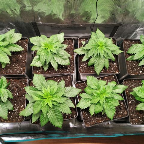 Northern Lights growlog timeline photo