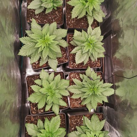 Northern Lights growlog timeline photo