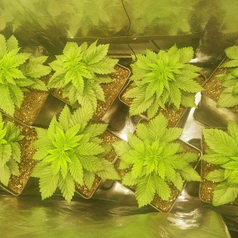 Northern Lights growlog timeline photo