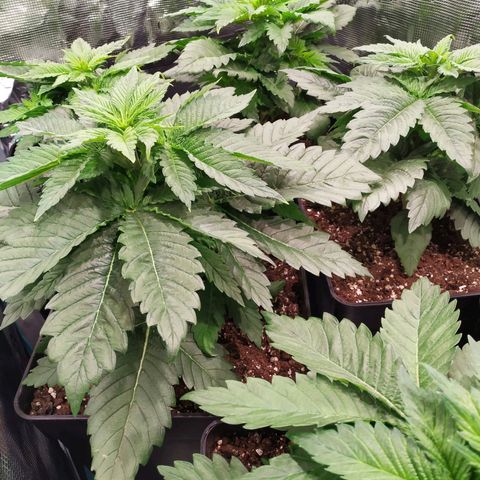 Northern Lights growlog timeline photo