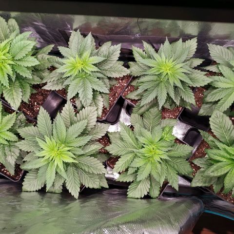 Northern Lights growlog timeline photo