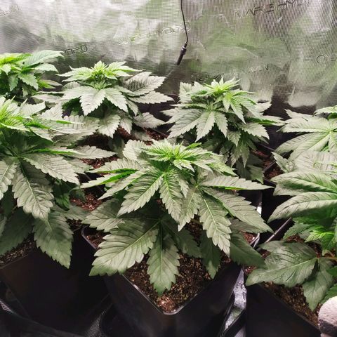 Northern Lights growlog timeline photo