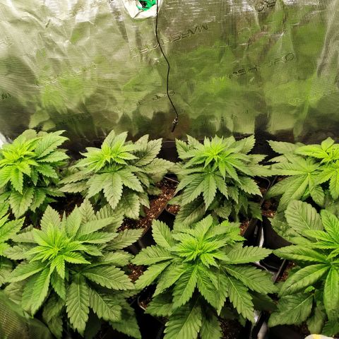 Northern Lights growlog timeline photo