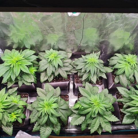 Northern Lights growlog timeline photo