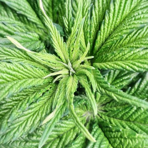 Northern Lights growlog timeline photo