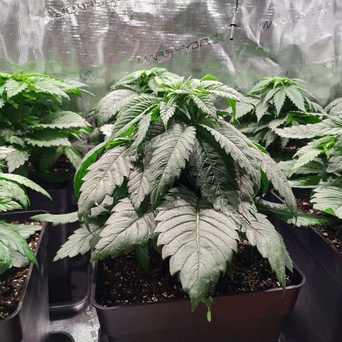 Northern Lights growlog timeline photo