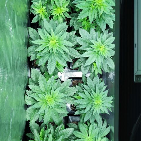 Northern Lights growlog timeline photo