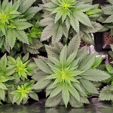 Northern Lights growlog timeline photo