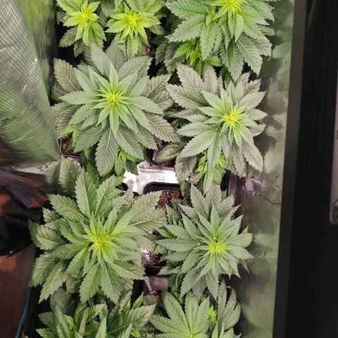 Northern Lights growlog timeline photo