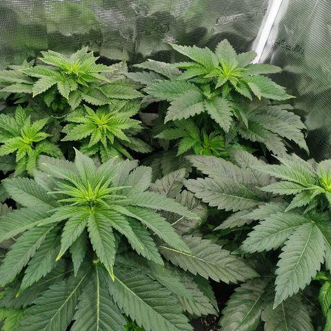 Northern Lights growlog timeline photo